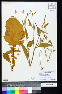 Brassica juncea image