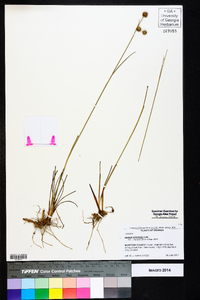 Juncus scirpoides image