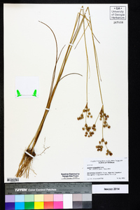 Juncus scirpoides image