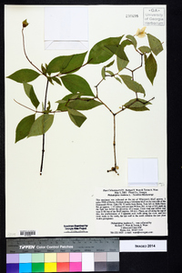 Philadelphus inodorus image