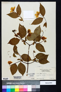 Philadelphus inodorus image