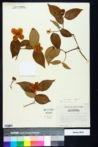 Philadelphus inodorus image