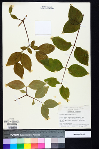 Philadelphus inodorus image