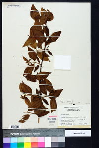 Philadelphus inodorus image