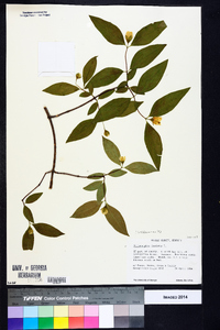 Philadelphus inodorus image