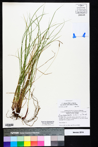 Carex albicans var. australis image