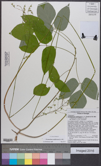 Hylodesmum nudiflorum image