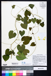 Ipomoea purpurea image