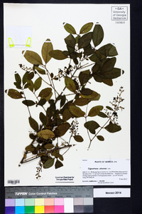 Ligustrum sinense image