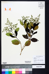 Ligustrum sinense image