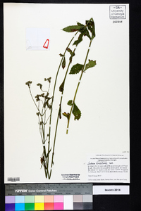 Verbena brasiliensis image