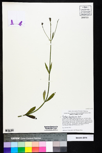 Verbena brasiliensis image