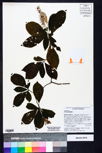 Clethra alnifolia image