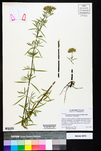 Pycnanthemum flexuosum image