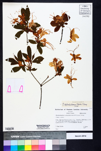 Rhododendron calendulaceum image