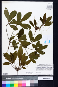 Rhododendron canescens image