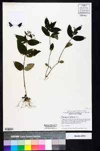 Houstonia purpurea image