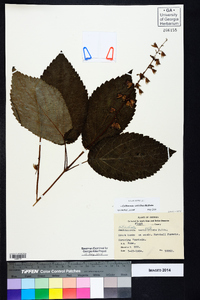 Collinsonia verticillata image