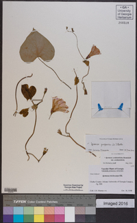 Ipomoea purpurea image