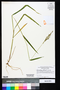 Echinochloa colona image