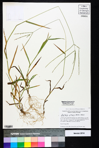 Digitaria ciliaris image