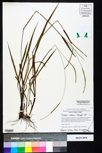 Paspalum setaceum var. muhlenbergii image