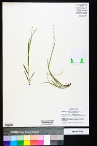 Dichanthelium depauperatum image