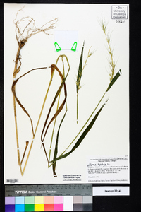 Elymus hystrix image