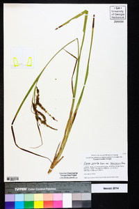 Carex crinita var. brevicrinis image