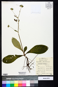 Elephantopus tomentosus image