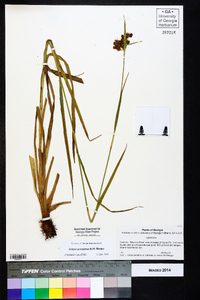 Scirpus georgianus image