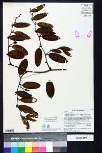 Smilax laurifolia image