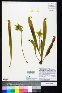 Sarracenia minor var. minor image