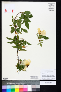 Rosa laevigata image