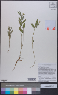 Crotalaria sagittalis image