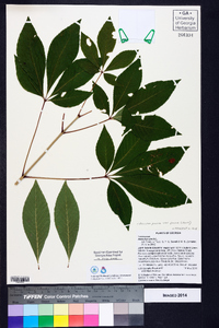 Aesculus pavia var. pavia image