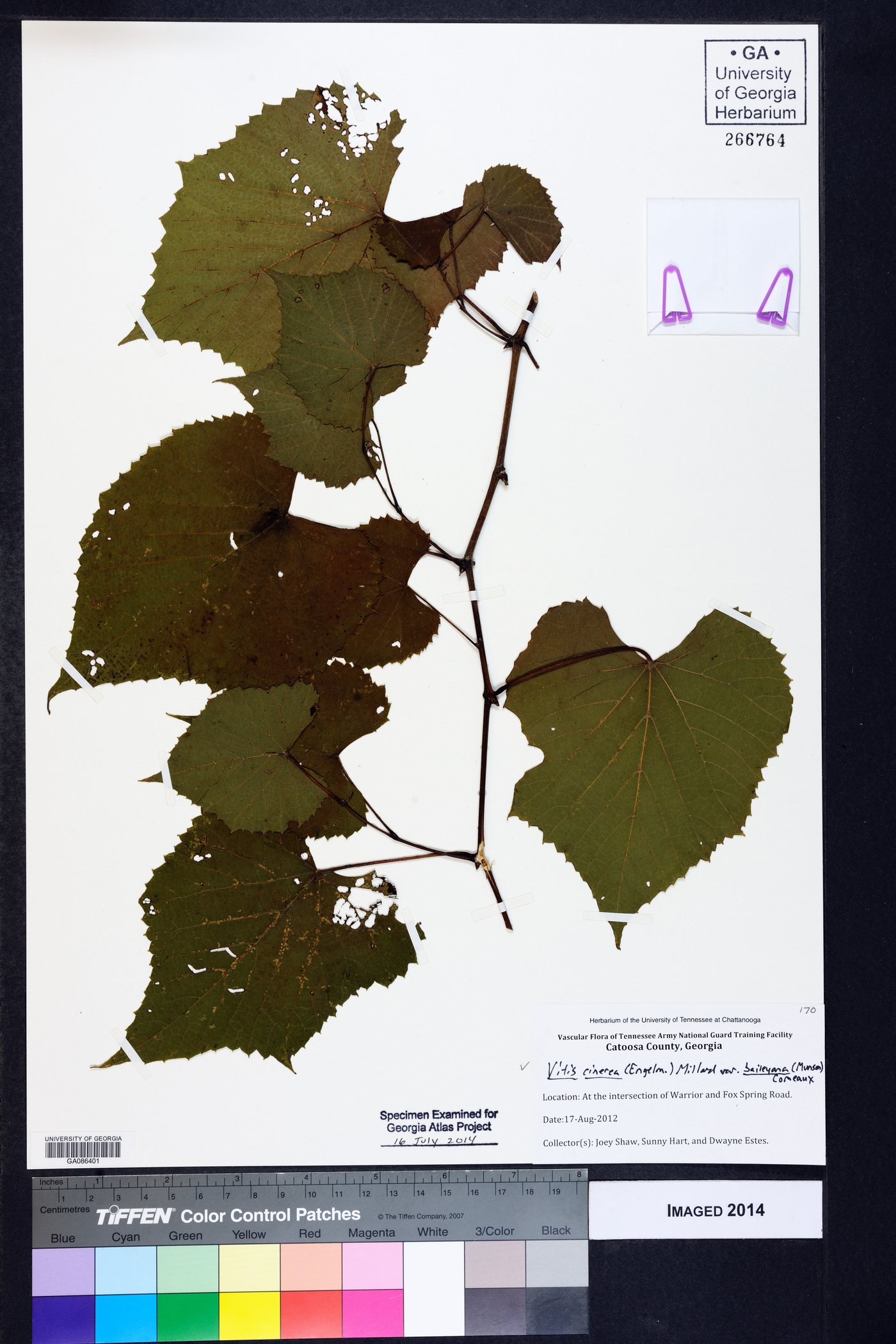 Vitis cinerea var. baileyana image