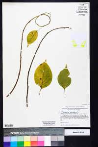 Celastrus scandens image