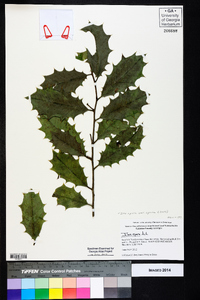 Ilex opaca var. opaca image