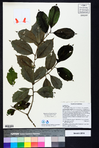 Ilex opaca var. opaca image