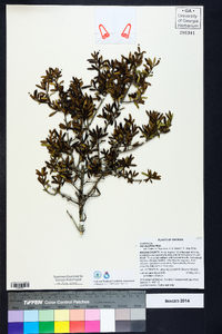 Ilex myrtifolia image