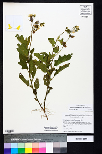 Solanum carolinense var. carolinense image