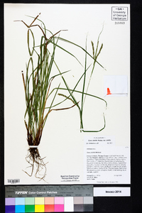 Carex debilis var. debilis image