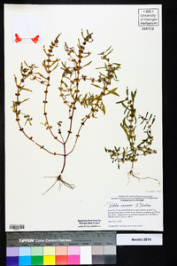 Rotala ramosior image