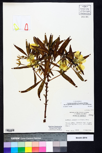 Ludwigia grandiflora image