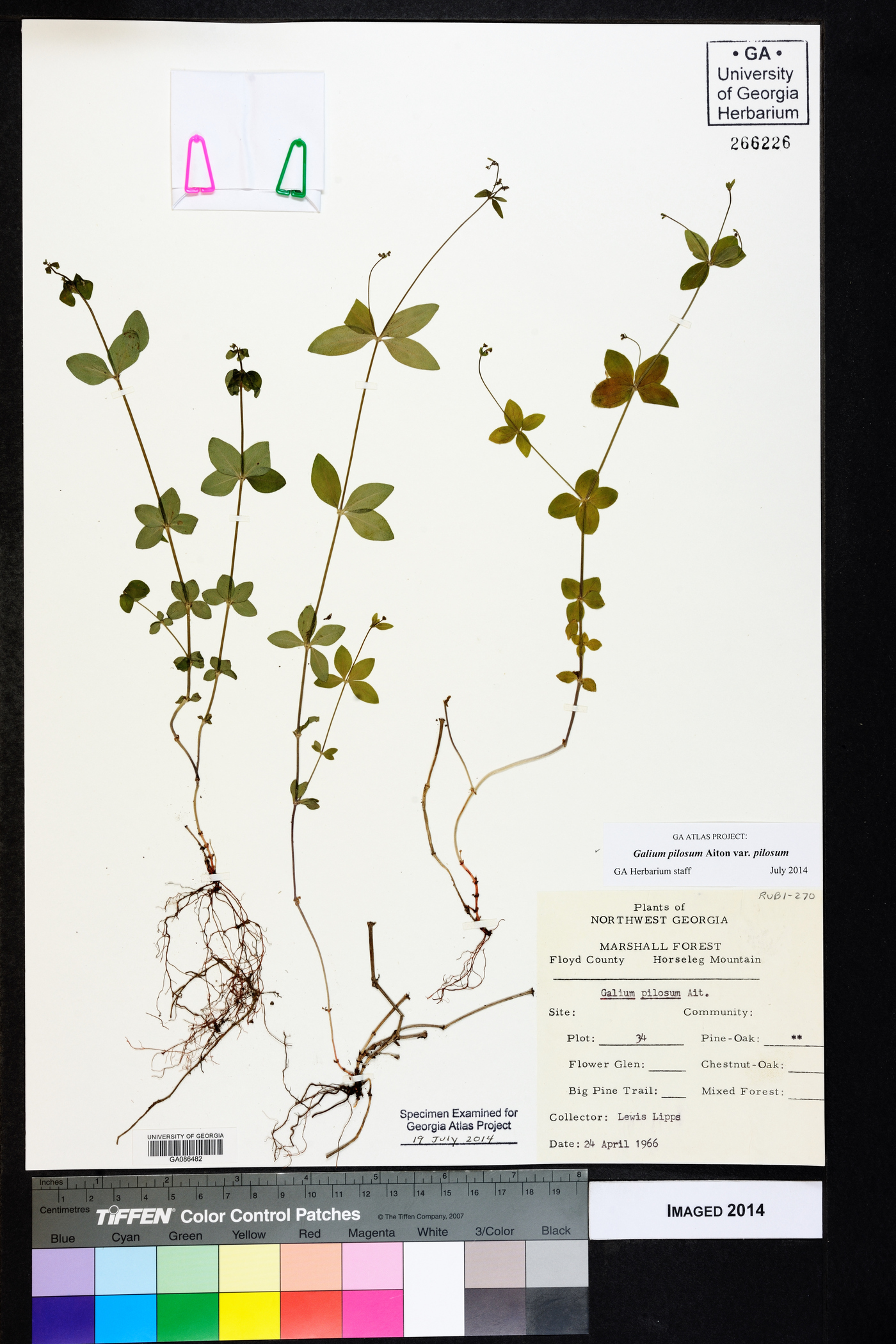 Galium pilosum var. pilosum image