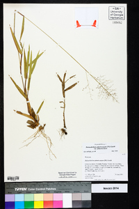 Dichanthelium sphaerocarpon var. sphaerocarpon image