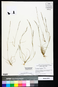 Aristida longespica var. longespica image