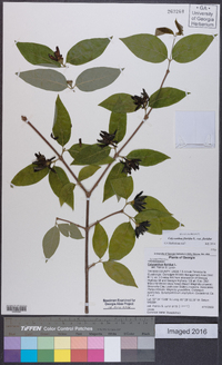 Calycanthus floridus image