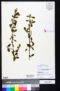 Ilex decidua var. decidua image